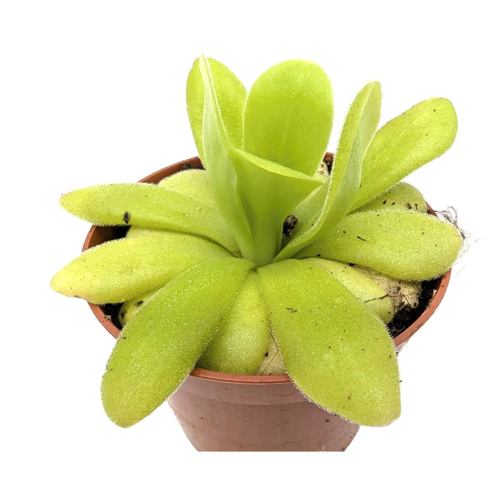 Pinguicula agnata | Carnivorous Plant_2_main