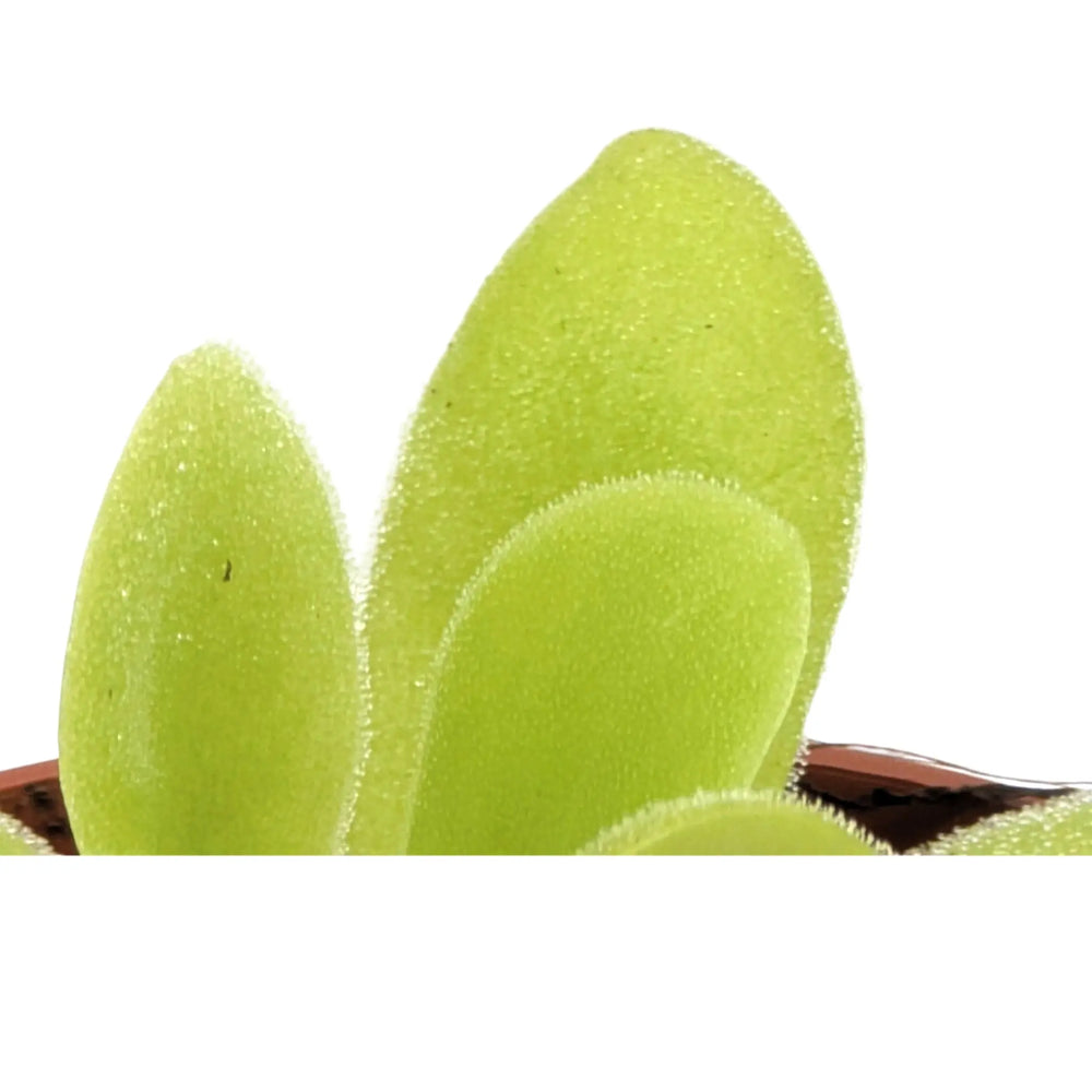 Pinguicula agnata | Carnivorous Plant_3_main