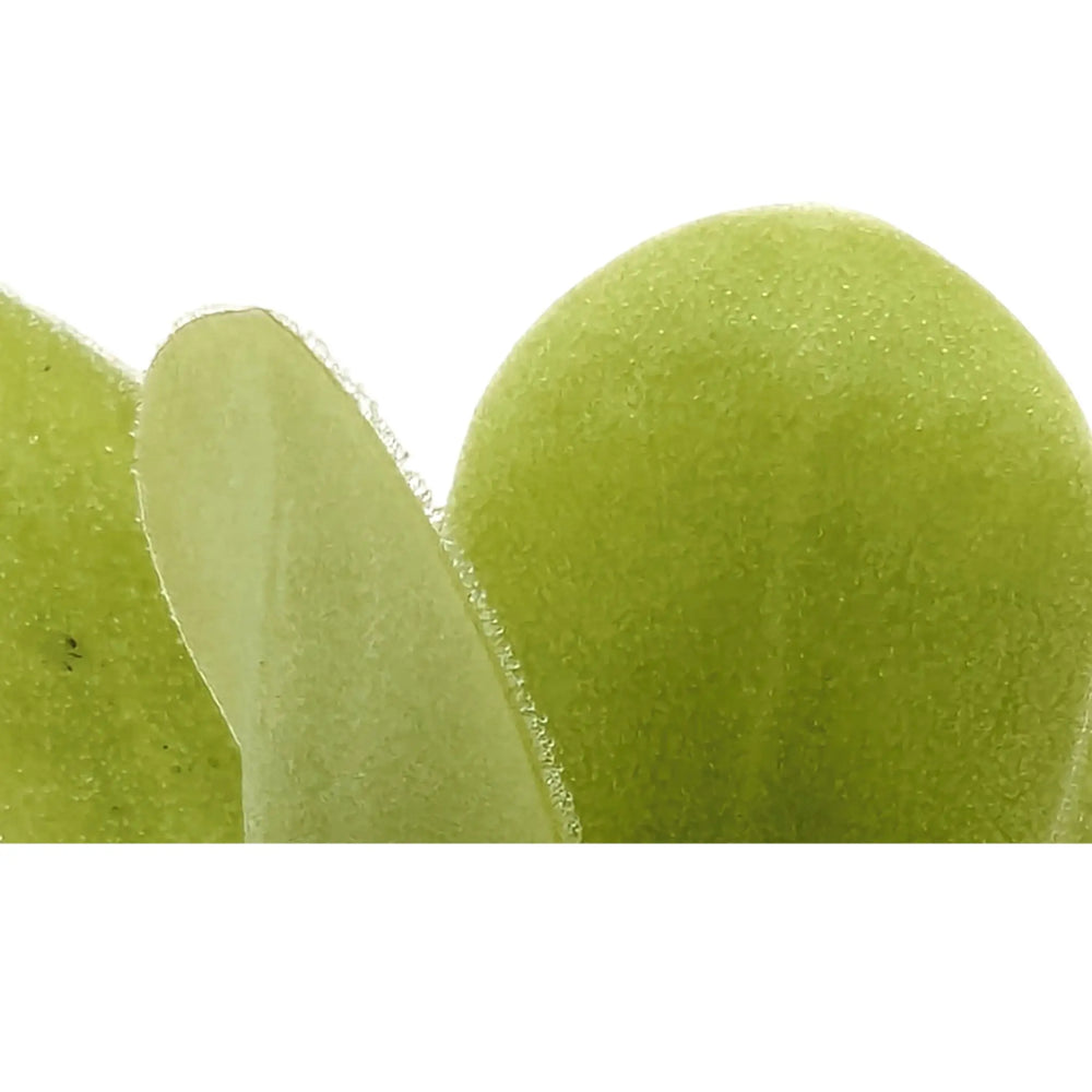 Pinguicula agnata | Carnivorous Plant_4_main