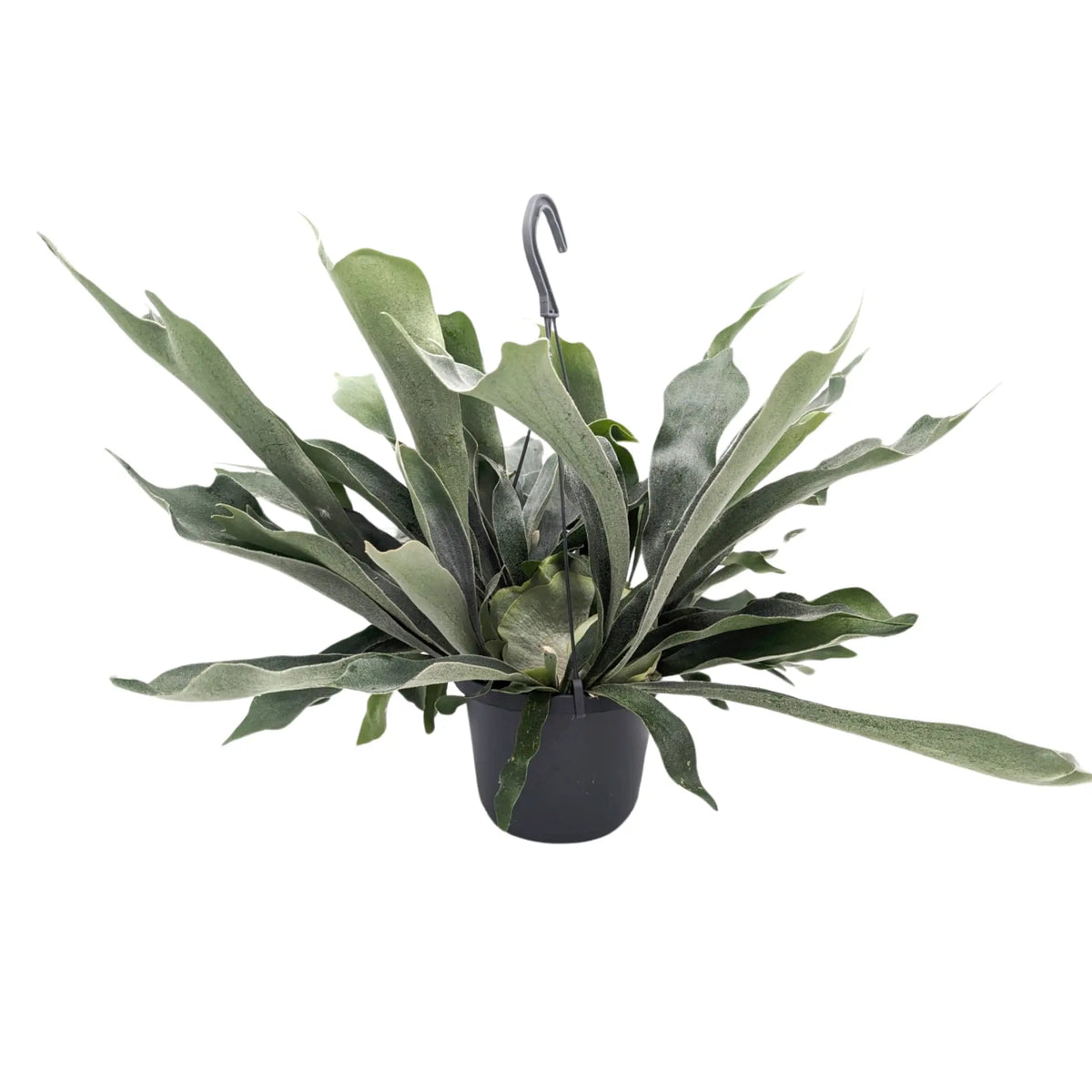 Platycerum bifurcatum - Staghorn Antler Fern Hanging Houseplant Leaf Culture