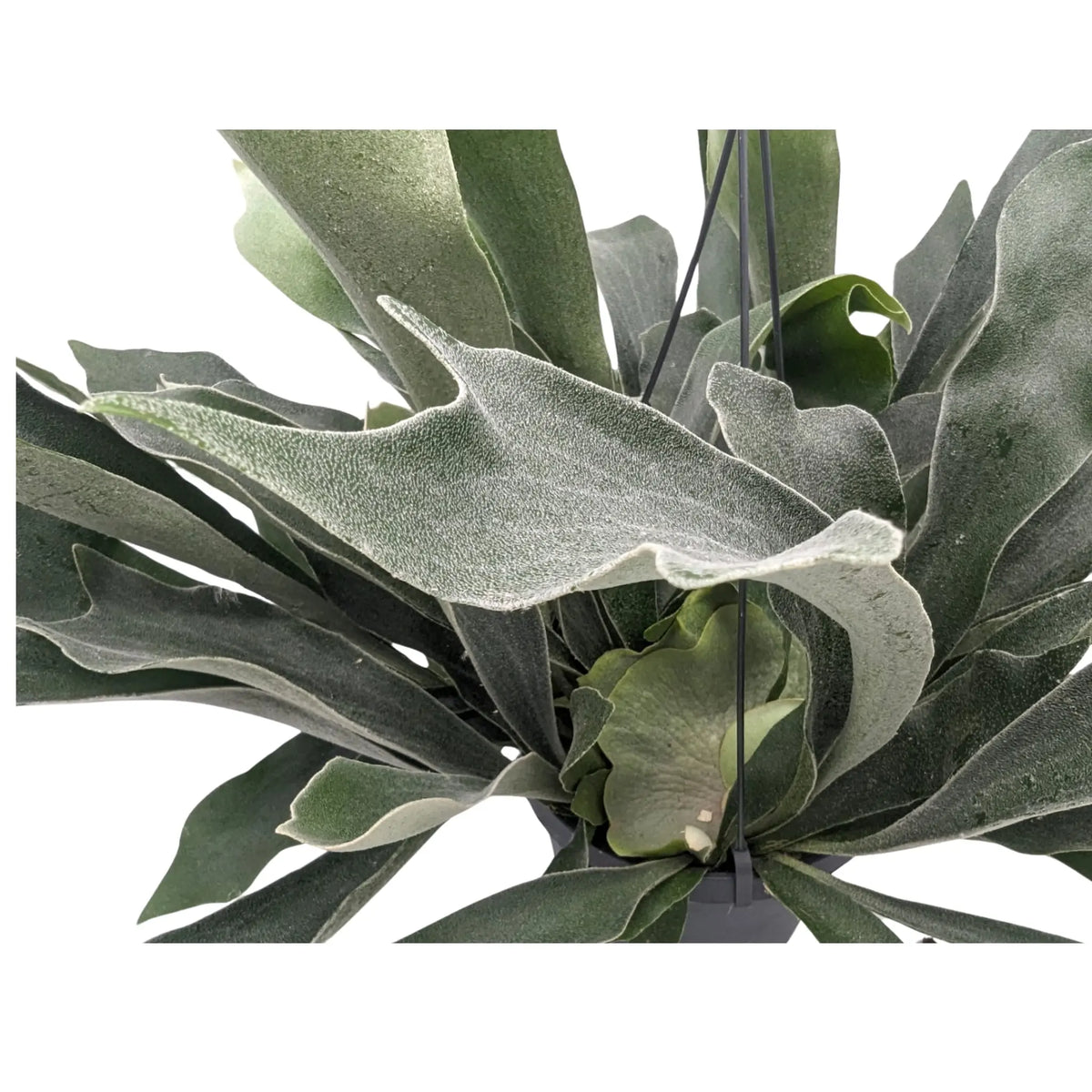 Platycerum bifurcatum - Staghorn Antler Fern Hanging Houseplant Leaf Culture