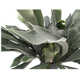 Platycerum bifurcatum - Staghorn Antler Fern Hanging Houseplant Leaf Culture