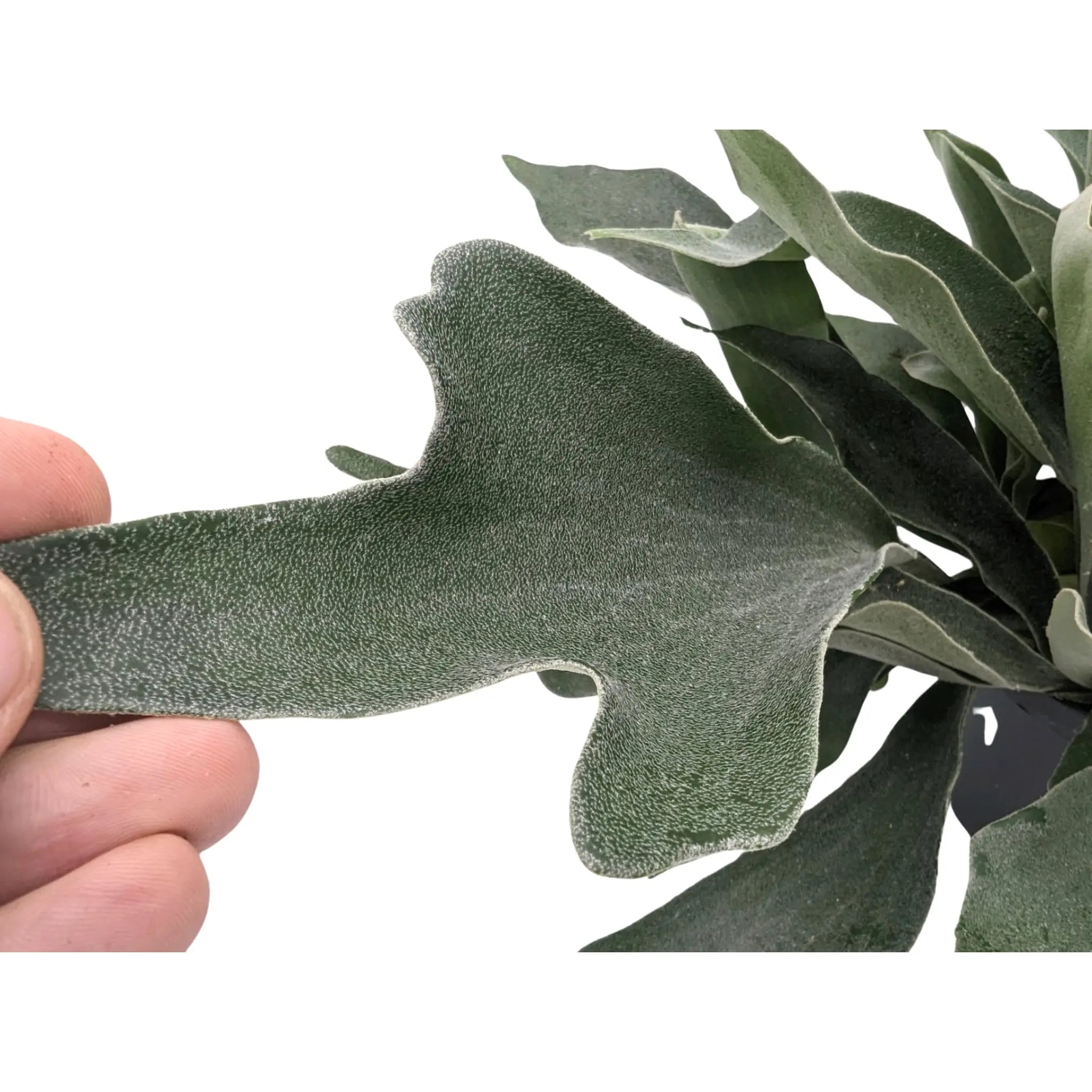 Platycerum bifurcatum - Staghorn Antler Fern Hanging Houseplant Leaf Culture