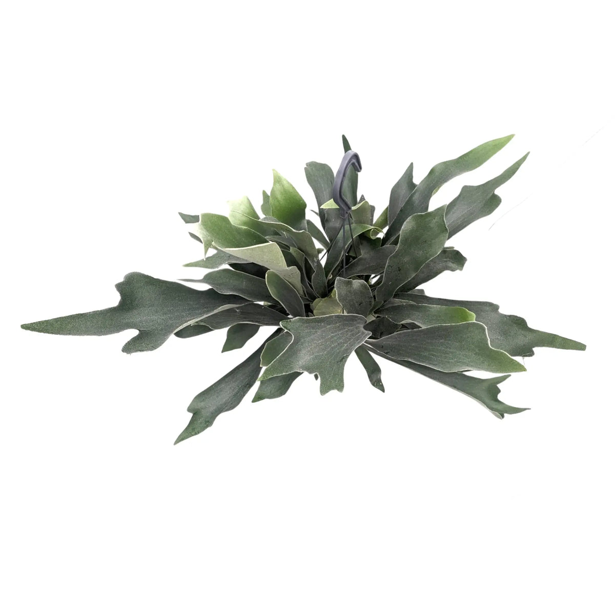 Platycerum bifurcatum - Staghorn Antler Fern Hanging Houseplant Leaf Culture