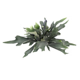 Platycerum bifurcatum - Staghorn Antler Fern Hanging Houseplant Leaf Culture