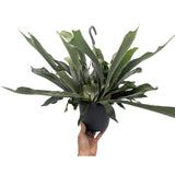 Platycerum bifurcatum - Staghorn Antler Fern Hanging Houseplant Leaf Culture