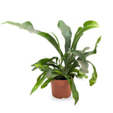 Platycerum bifurcatum - Staghorn Antler Fern Leaf Culture