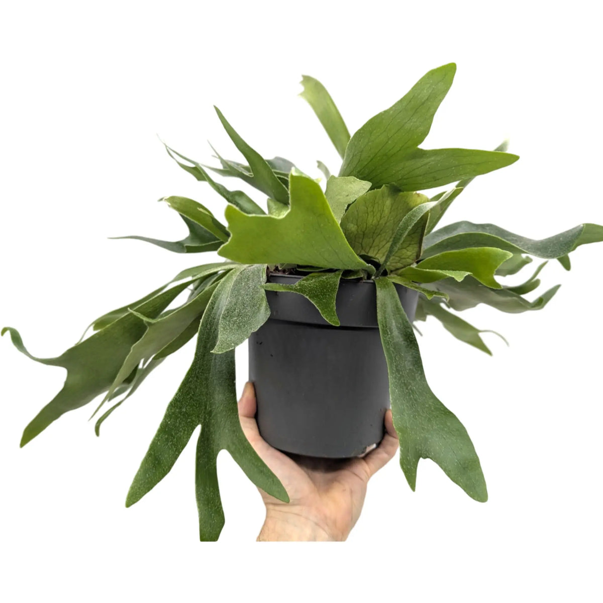 Platycerum bifurcatum - Staghorn Antler Fern Leaf Culture
