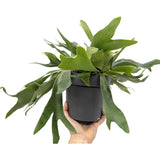 Platycerum bifurcatum - Staghorn Antler Fern Leaf Culture