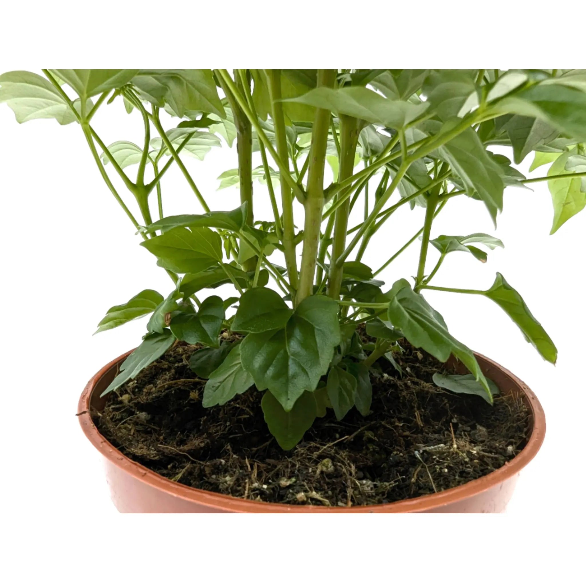 Radermachera Sinica - China Doll Plant Leaf Culture