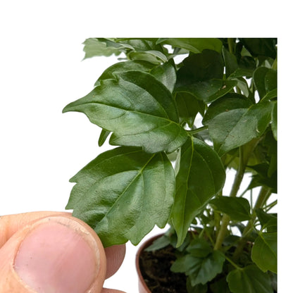 Radermachera Sinica - China Doll Plant Leaf Culture