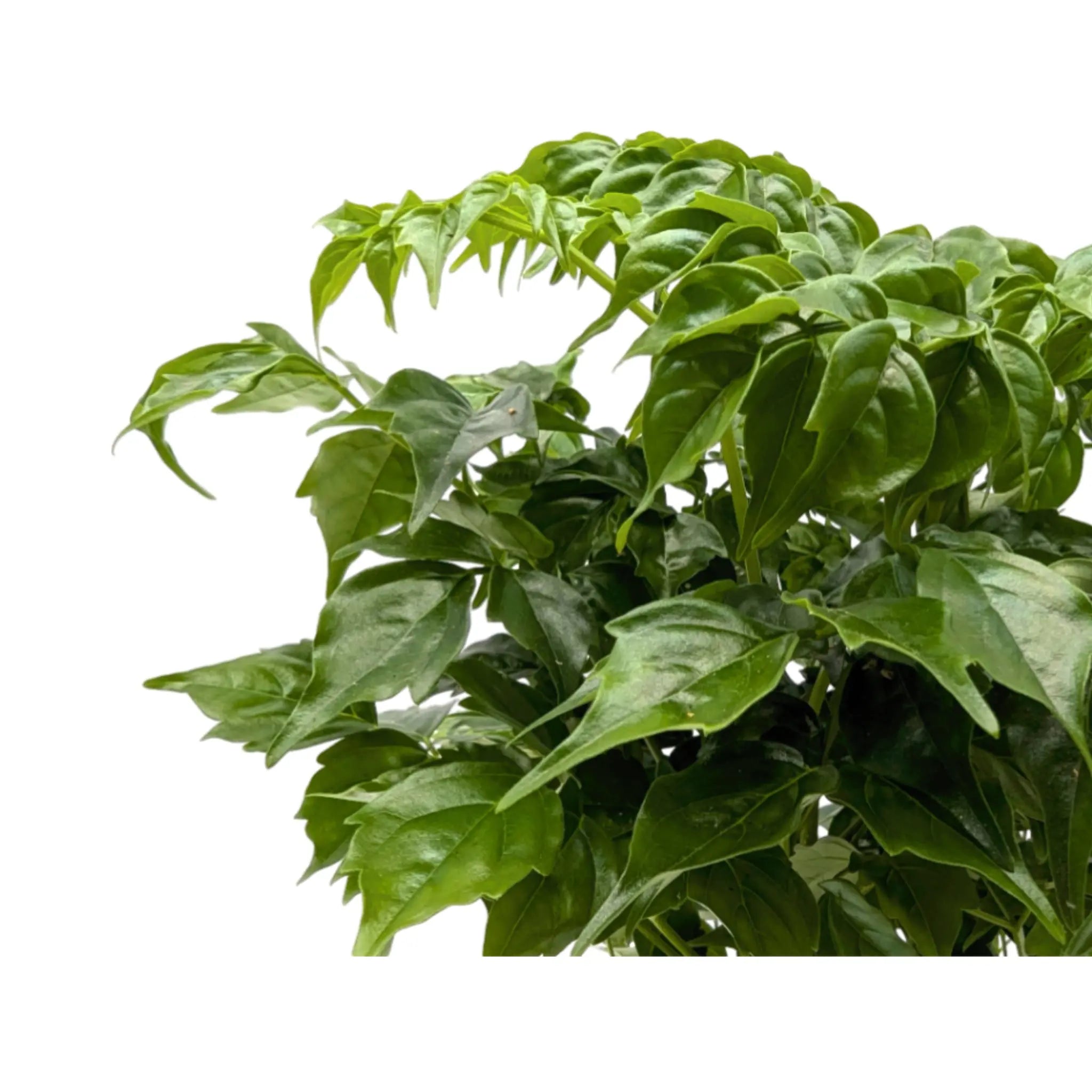 Radermachera Sinica - China Doll Plant Leaf Culture