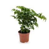 Radermachera Sinica - China Doll Plant Leaf Culture