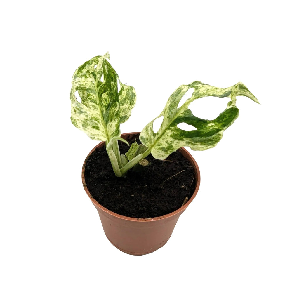 Rare Monstera Frozen Freckles | Variegated Houseplant_1_main