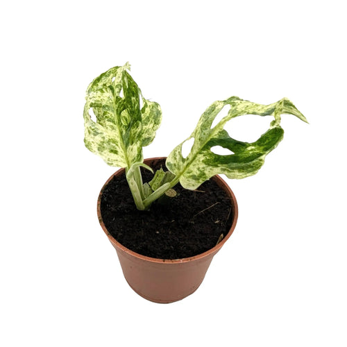 Rare Monstera Frozen Freckles | Variegated Houseplant