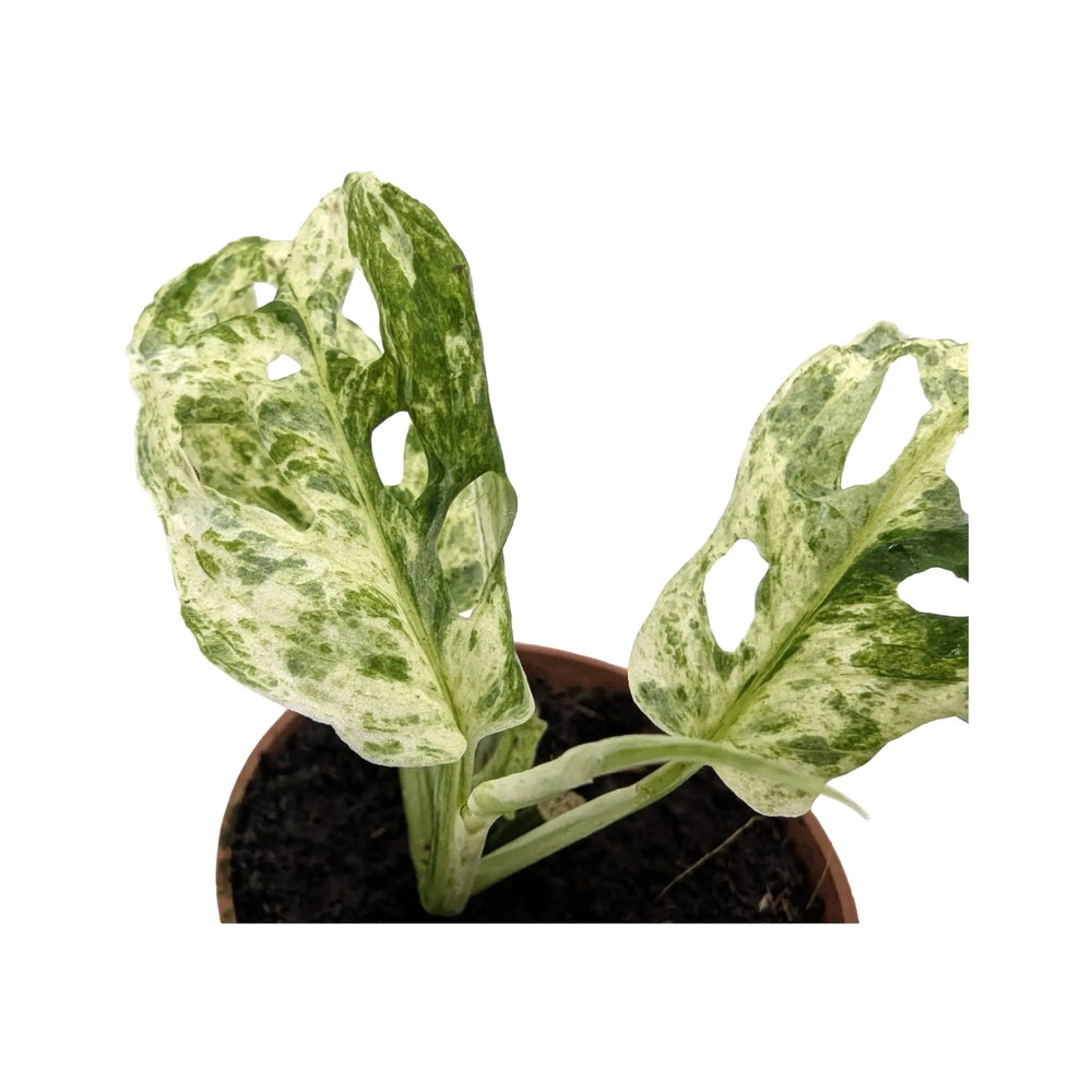 Rare Monstera Frozen Freckles | Variegated Houseplant_2_main