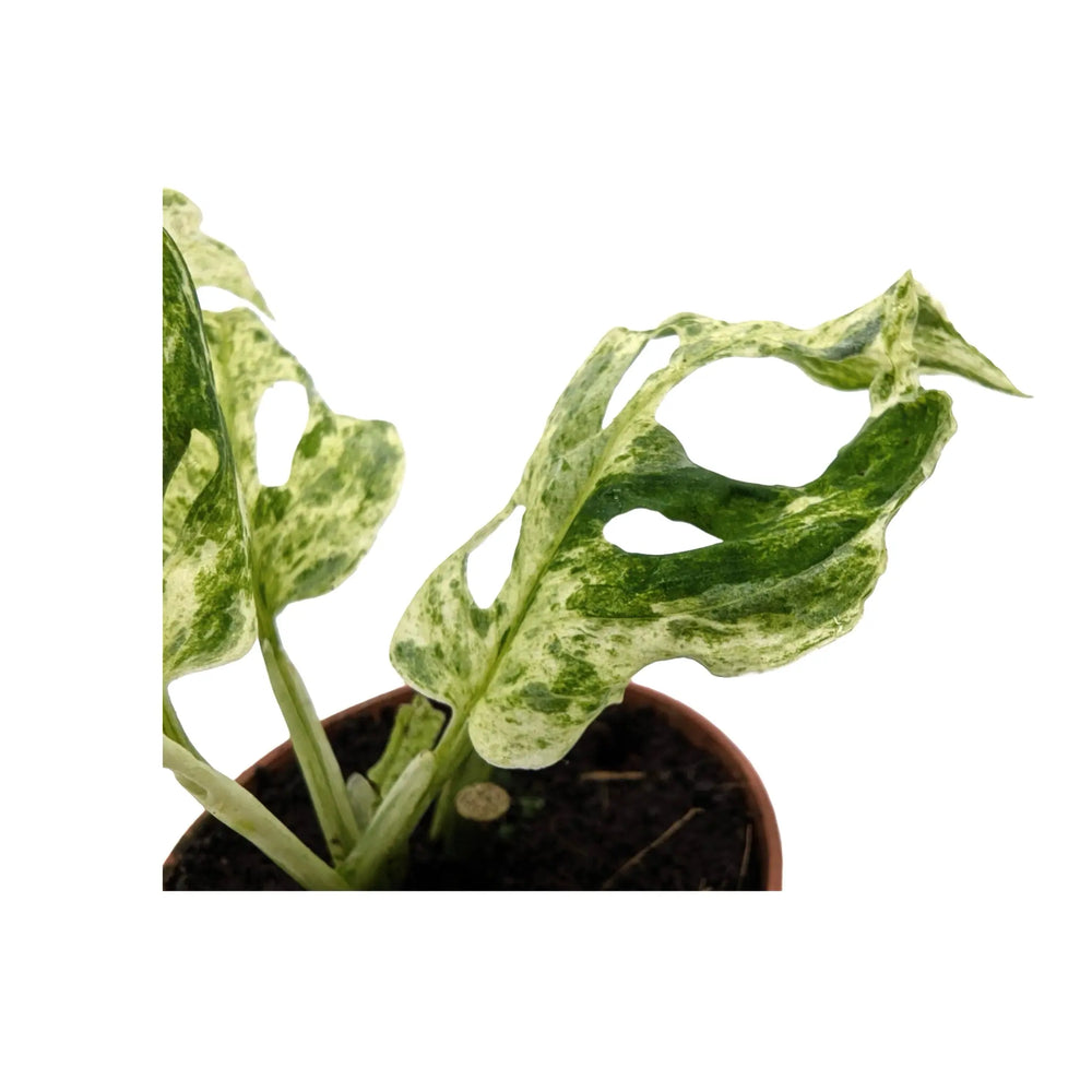 Rare Monstera Frozen Freckles | Variegated Houseplant_3_main