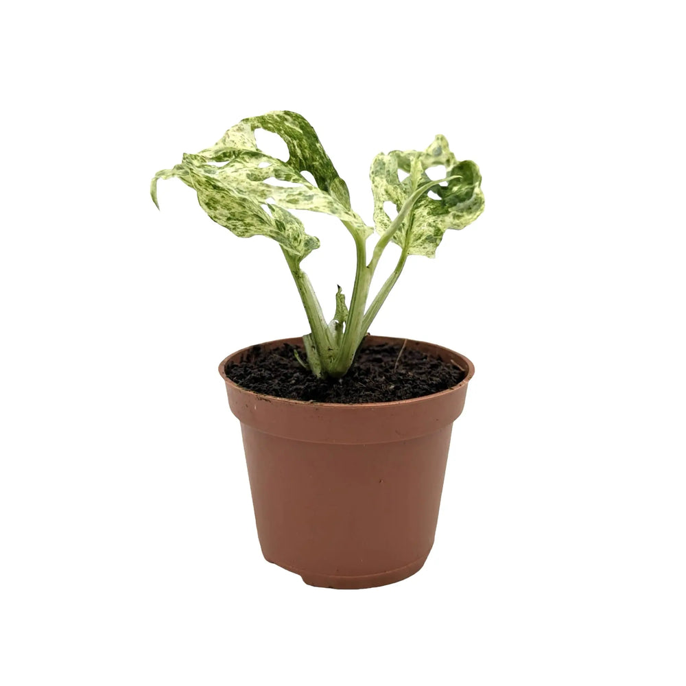 Rare Monstera Frozen Freckles | Variegated Houseplant_5_main