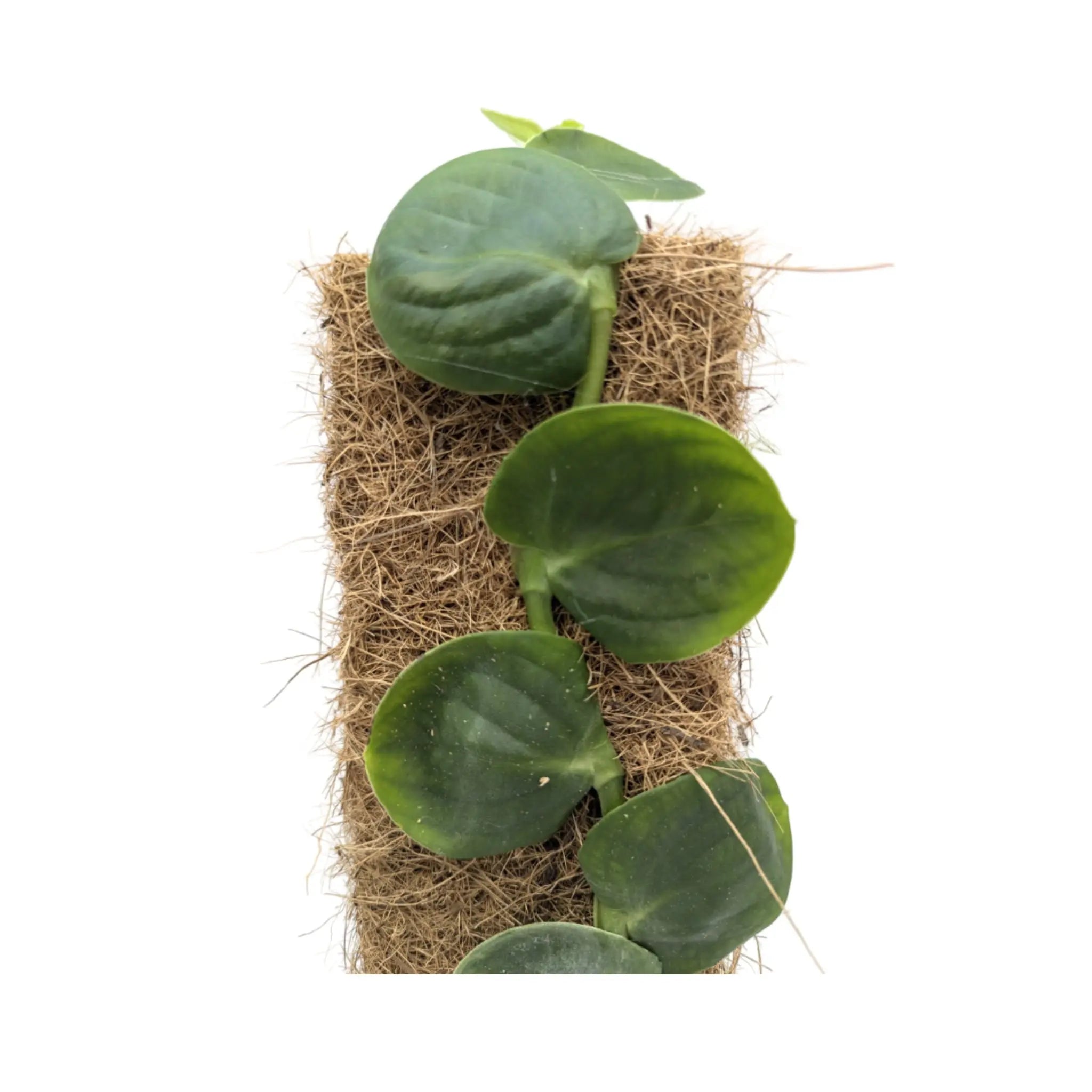 Rhaphidophora celatocaulis Leaf Culture