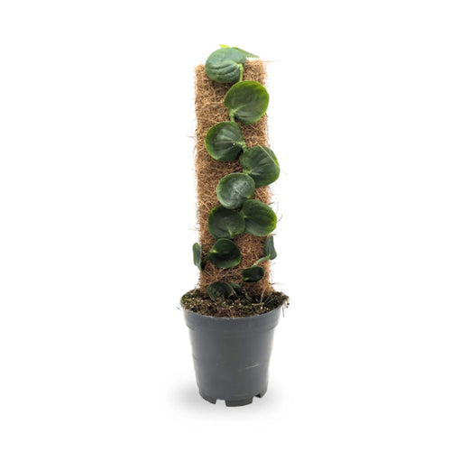 Rhaphidophora celatocaulis Leaf Culture
