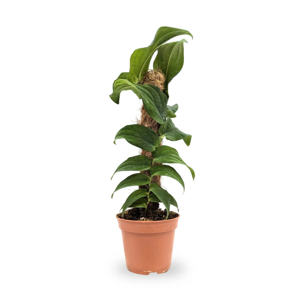 Rhaphidophora korthalsii_1_thumb