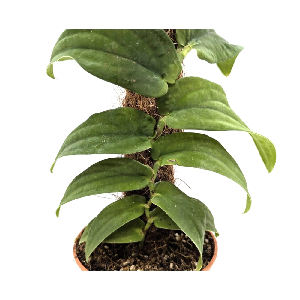 Rhaphidophora korthalsii_2_thumb