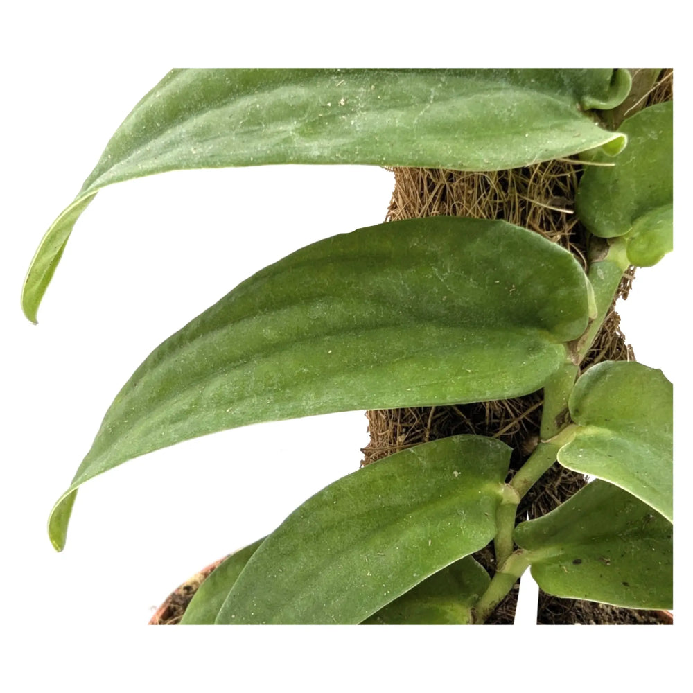 Rhaphidophora korthalsii_3_thumb