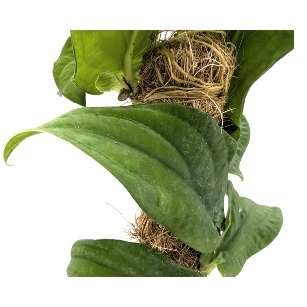 Rhaphidophora korthalsii_4_thumb