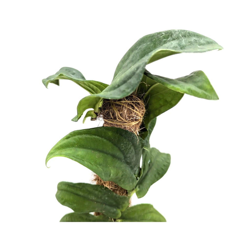 Rhaphidophora korthalsii_5_thumb