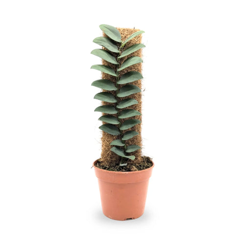 Rhaphidophora tenius Leaf Culture