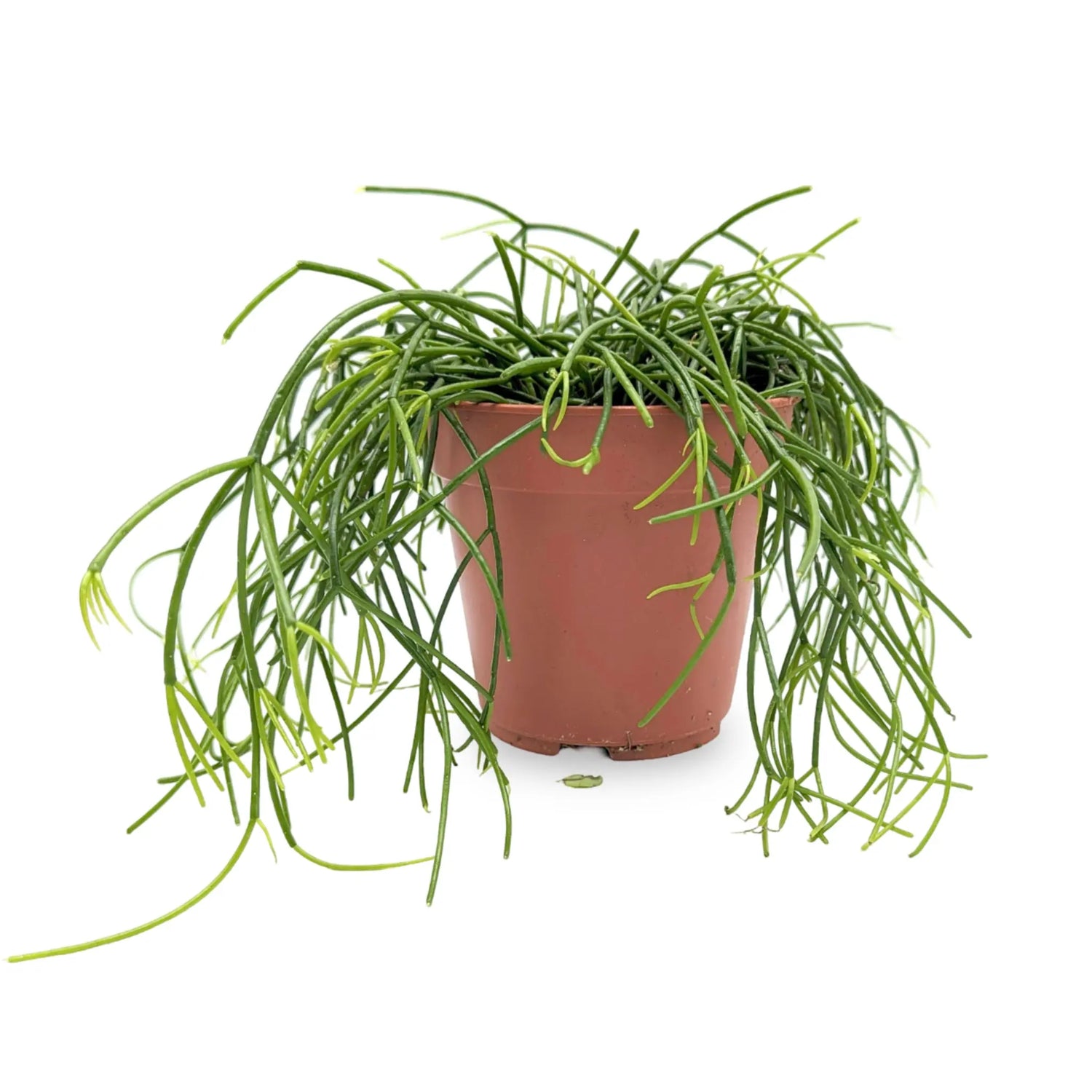 Rhipsalis casshero - Mistletoe Cactus Leaf Culture