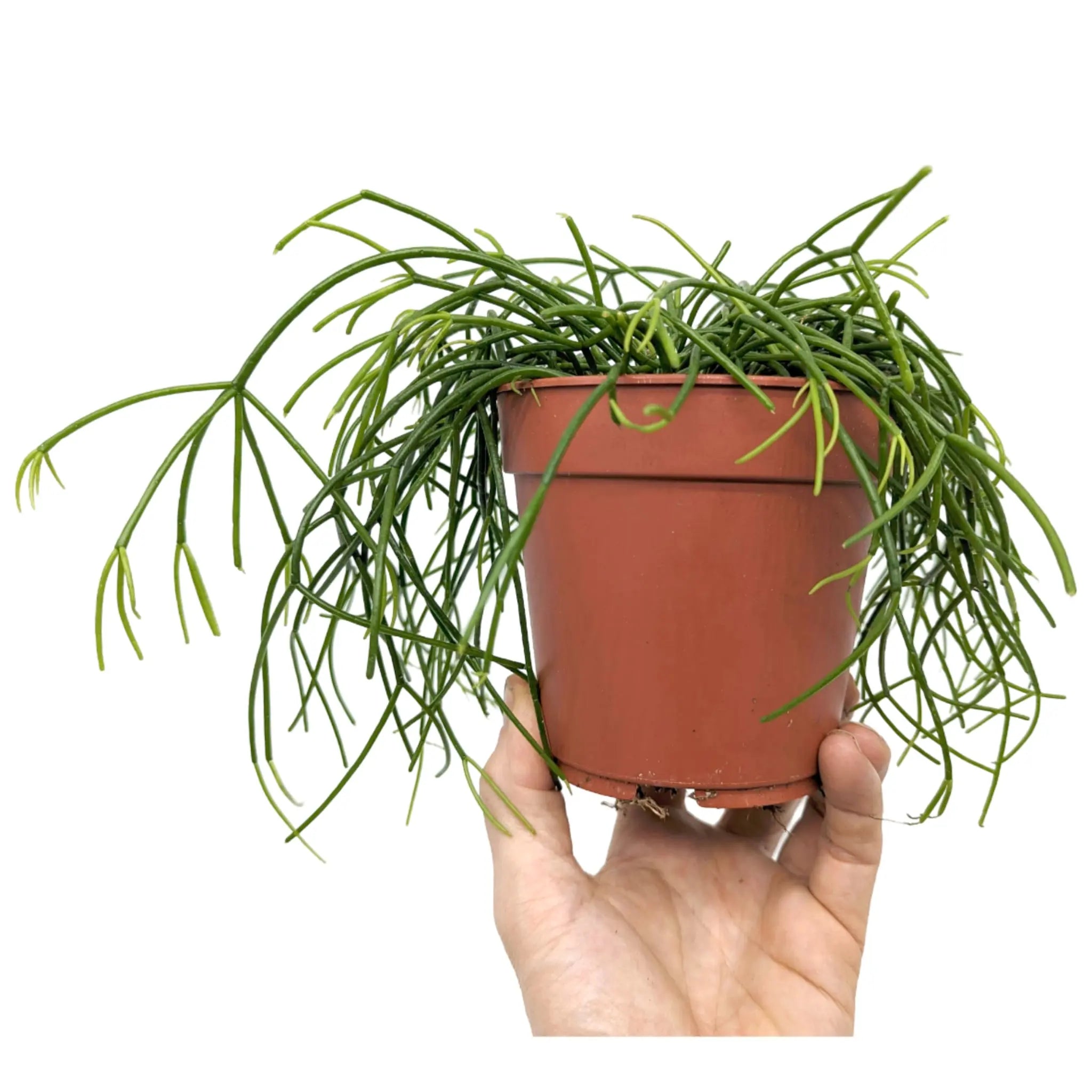 Rhipsalis casshero - Mistletoe Cactus Leaf Culture