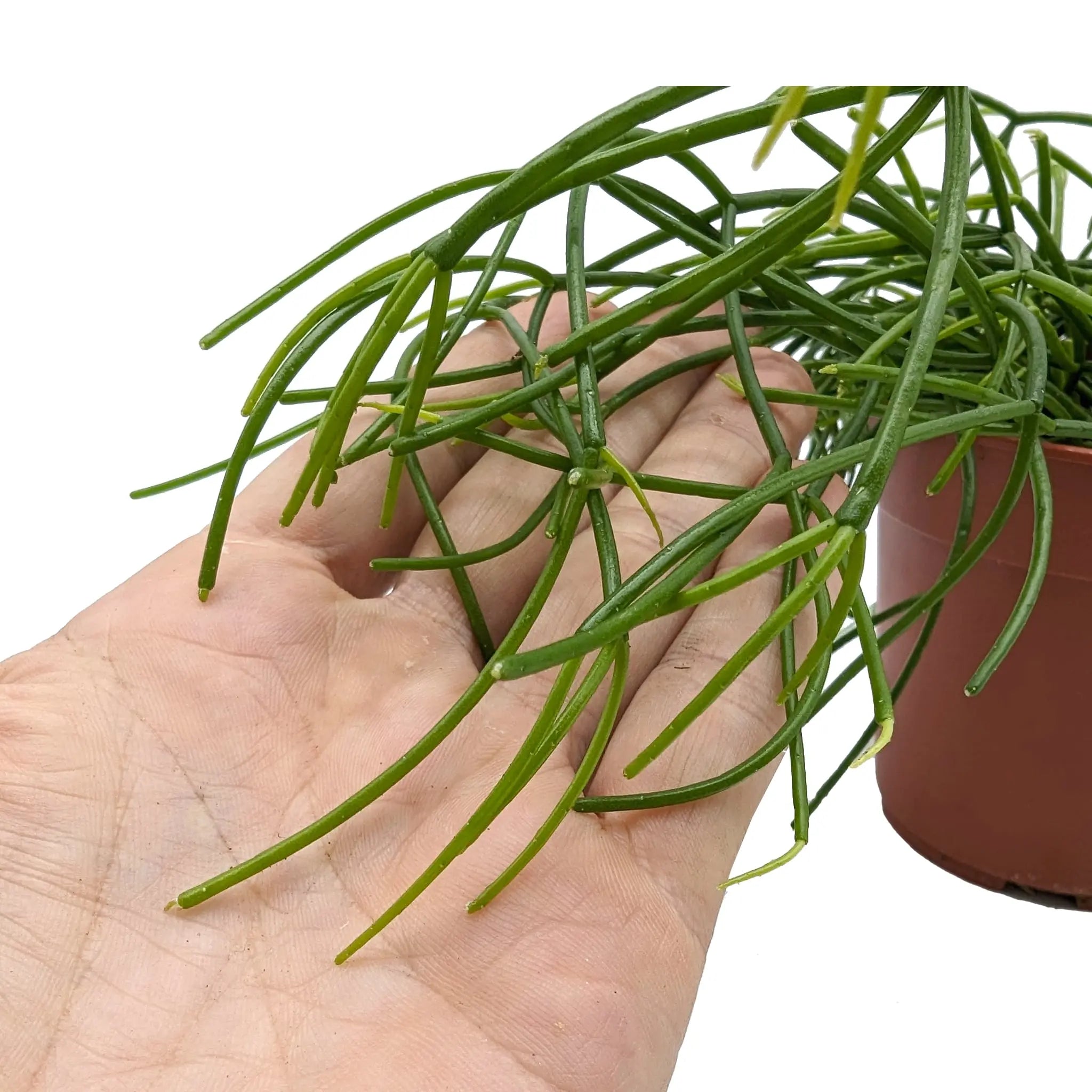 Rhipsalis casshero - Mistletoe Cactus Leaf Culture