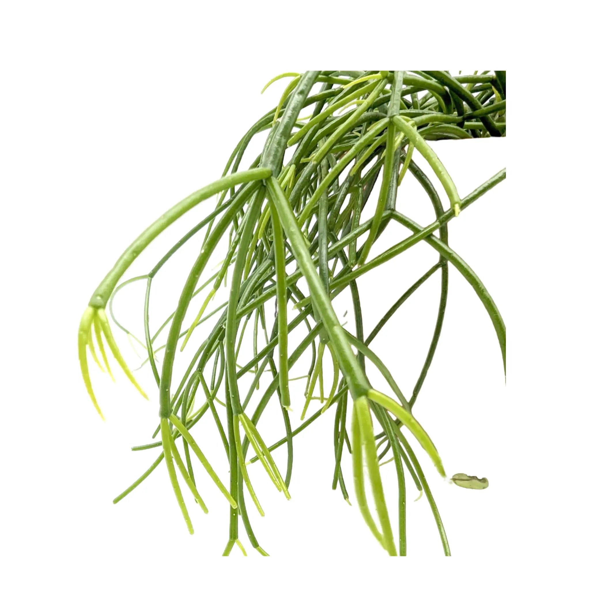 Rhipsalis casshero - Mistletoe Cactus Leaf Culture