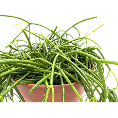 Rhipsalis casshero - Mistletoe Cactus Leaf Culture