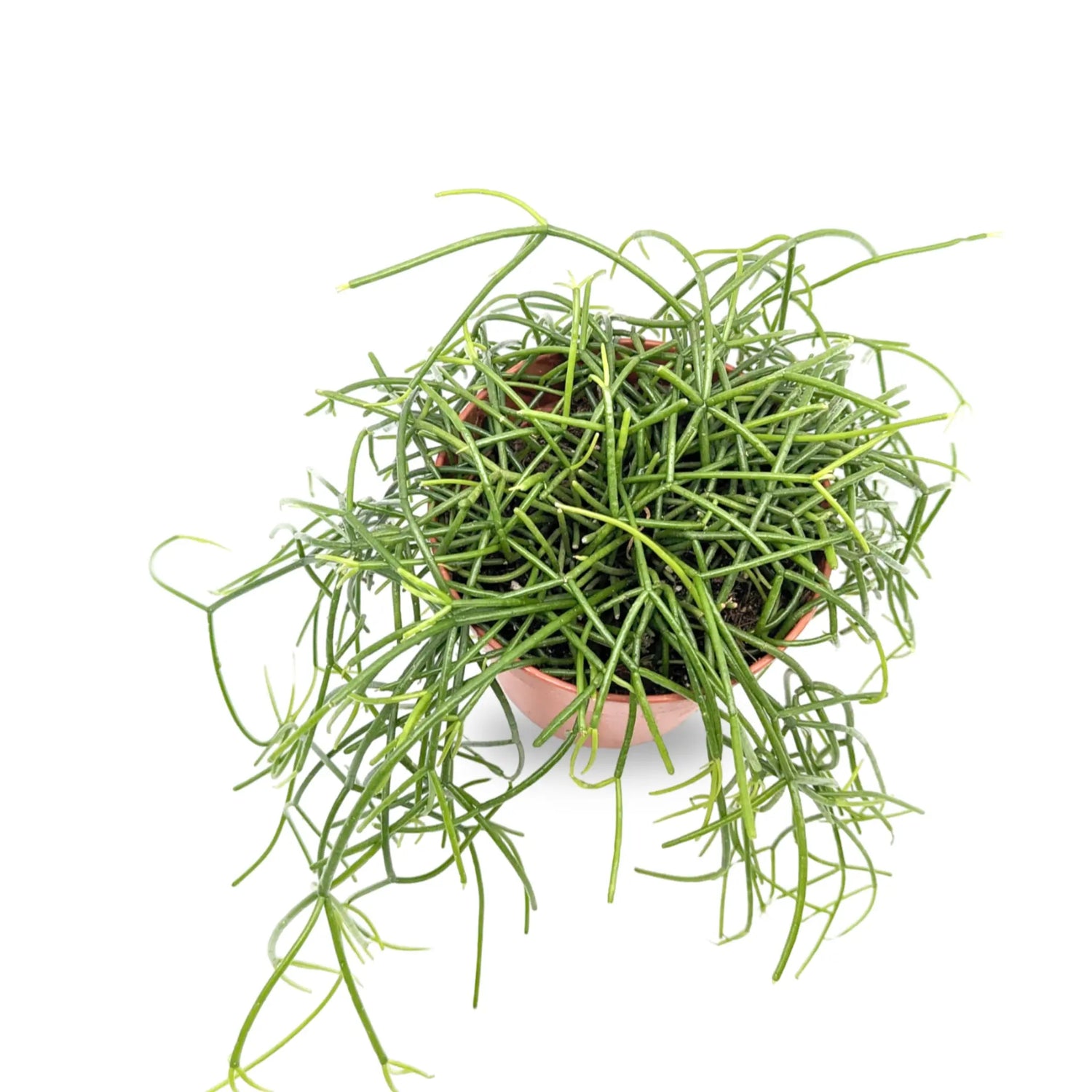 Rhipsalis casshero - Mistletoe Cactus Leaf Culture