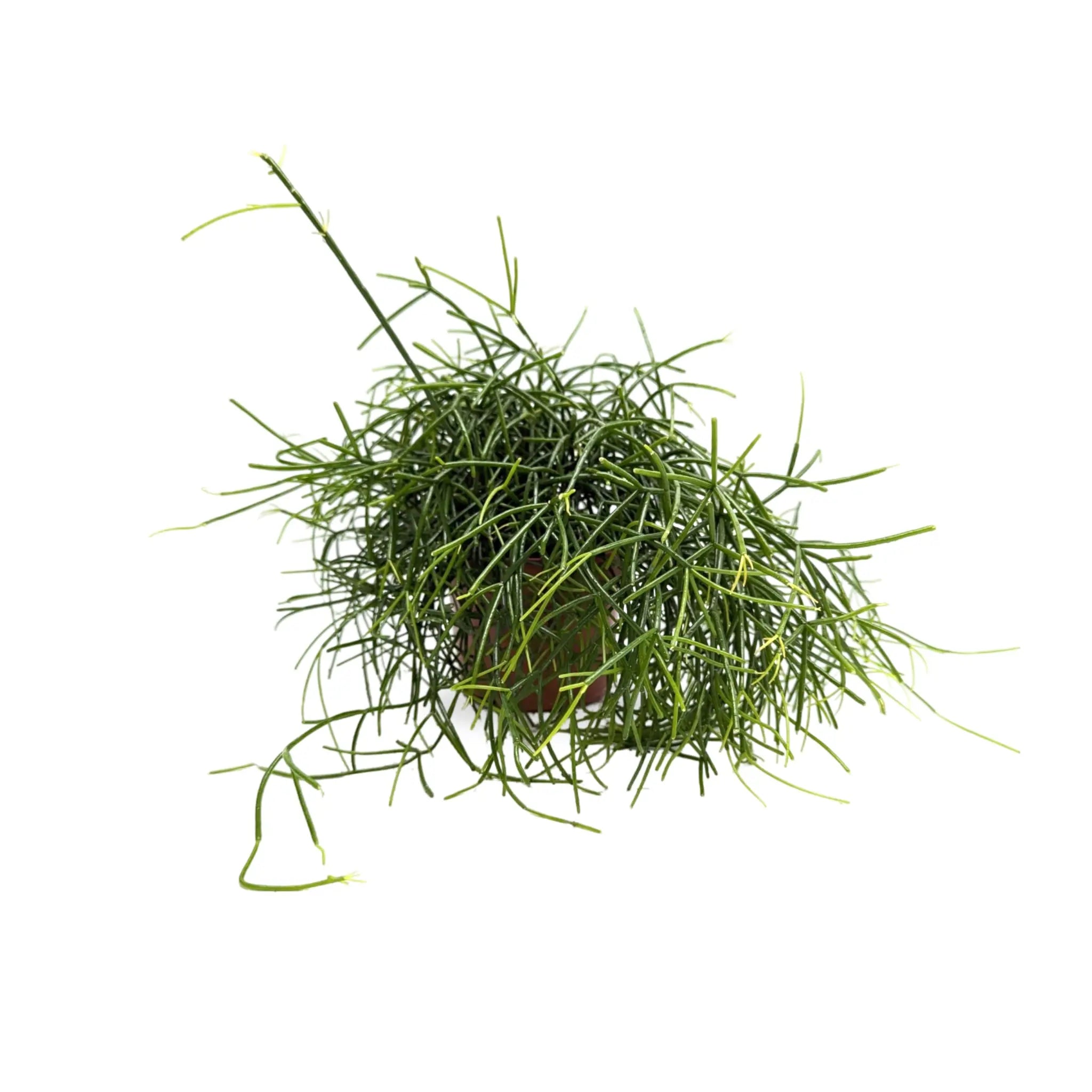 Rhipsalis casshero - Mistletoe Cactus Leaf Culture