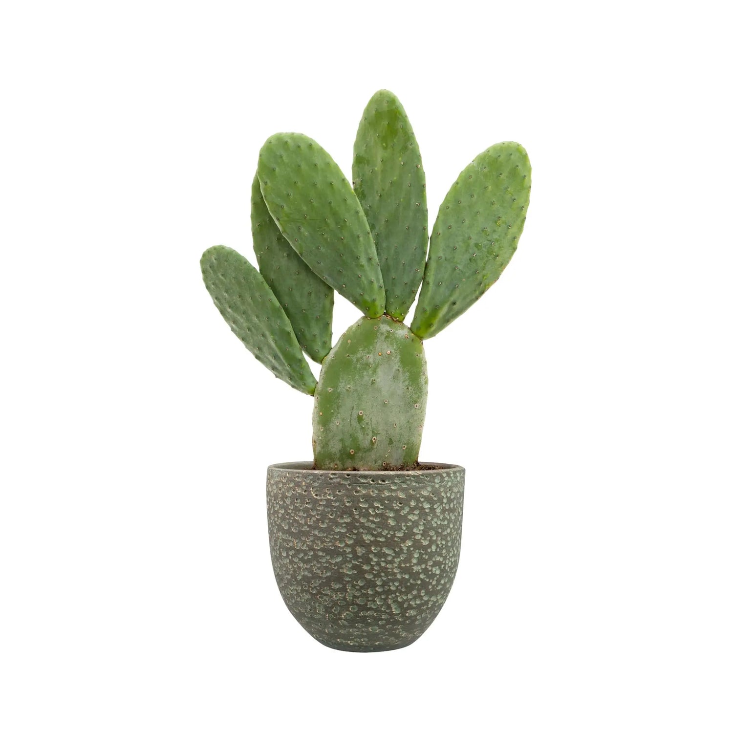 Rinca Plant Pot - Shiny Green TS Collection