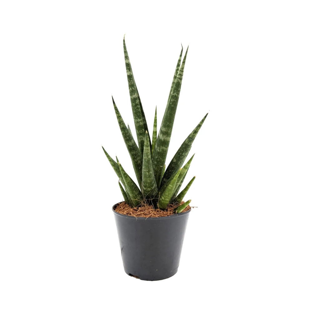 Sansevieria Skyline | Snake Plant - Sculptural Upright Houseplant_1_main