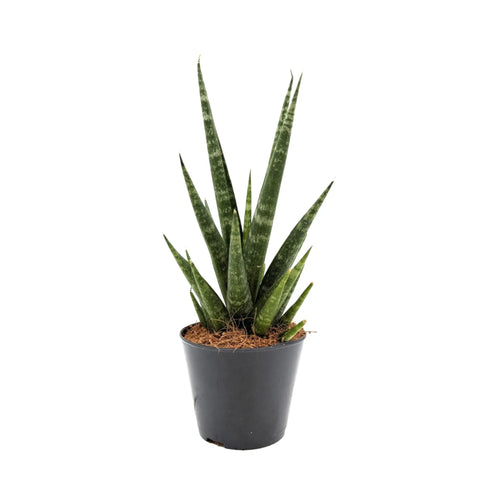 Sansevieria Skyline | Snake Plant - Sculptural Upright Houseplant