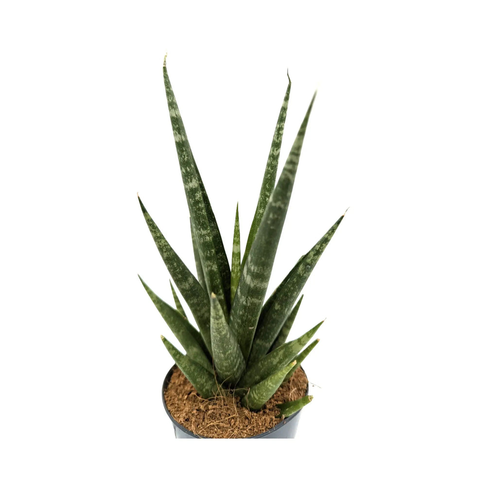 Sansevieria Skyline | Snake Plant - Sculptural Upright Houseplant_2_main