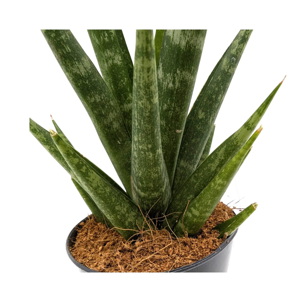 Sansevieria Skyline | Snake Plant - Sculptural Upright Houseplant_3_main