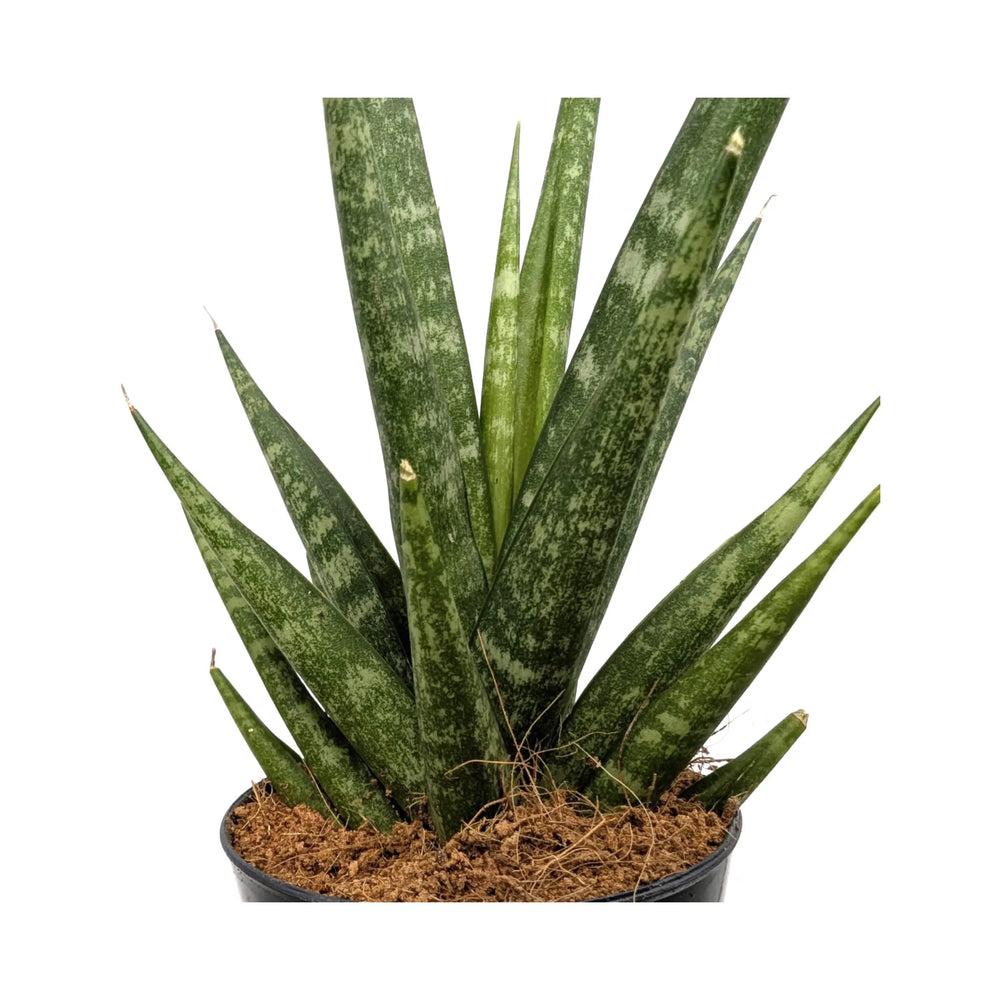 Sansevieria Skyline | Snake Plant - Sculptural Upright Houseplant_4_main