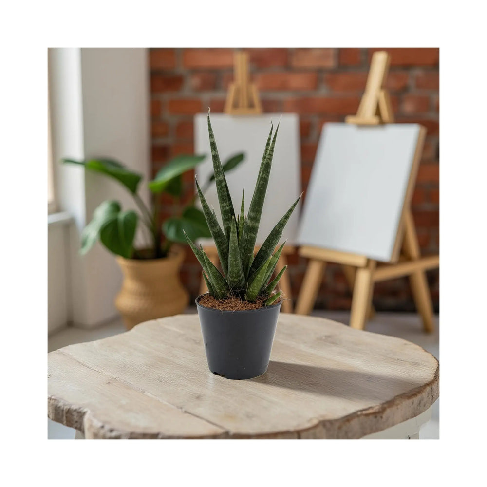 Sansevieria Skyline | Snake Plant - Sculptural Upright Houseplant_5_main