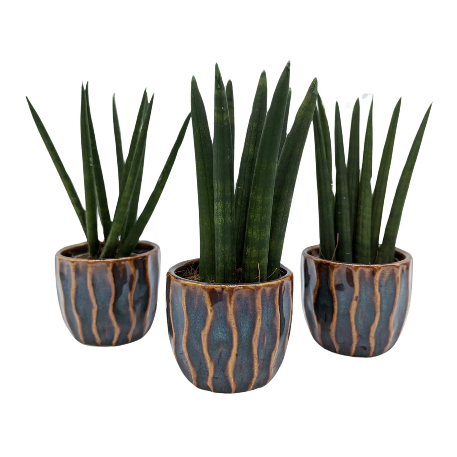 Sanseviera cylindrica in Decorative Pot - 18cm tall Leaf Culture