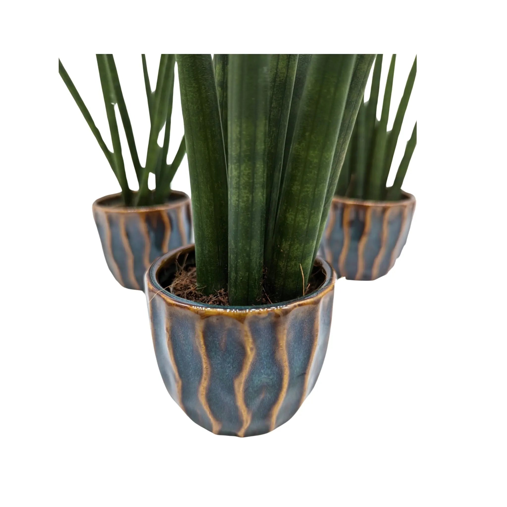 Sanseviera cylindrica in Decorative Pot - 18cm tall Leaf Culture