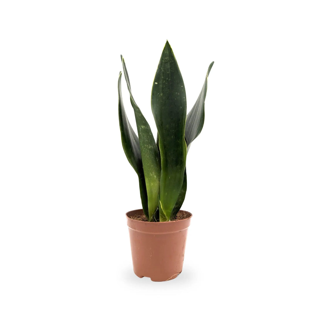 Sansevieria Black Diamond - Snake Plant Leaf Culture