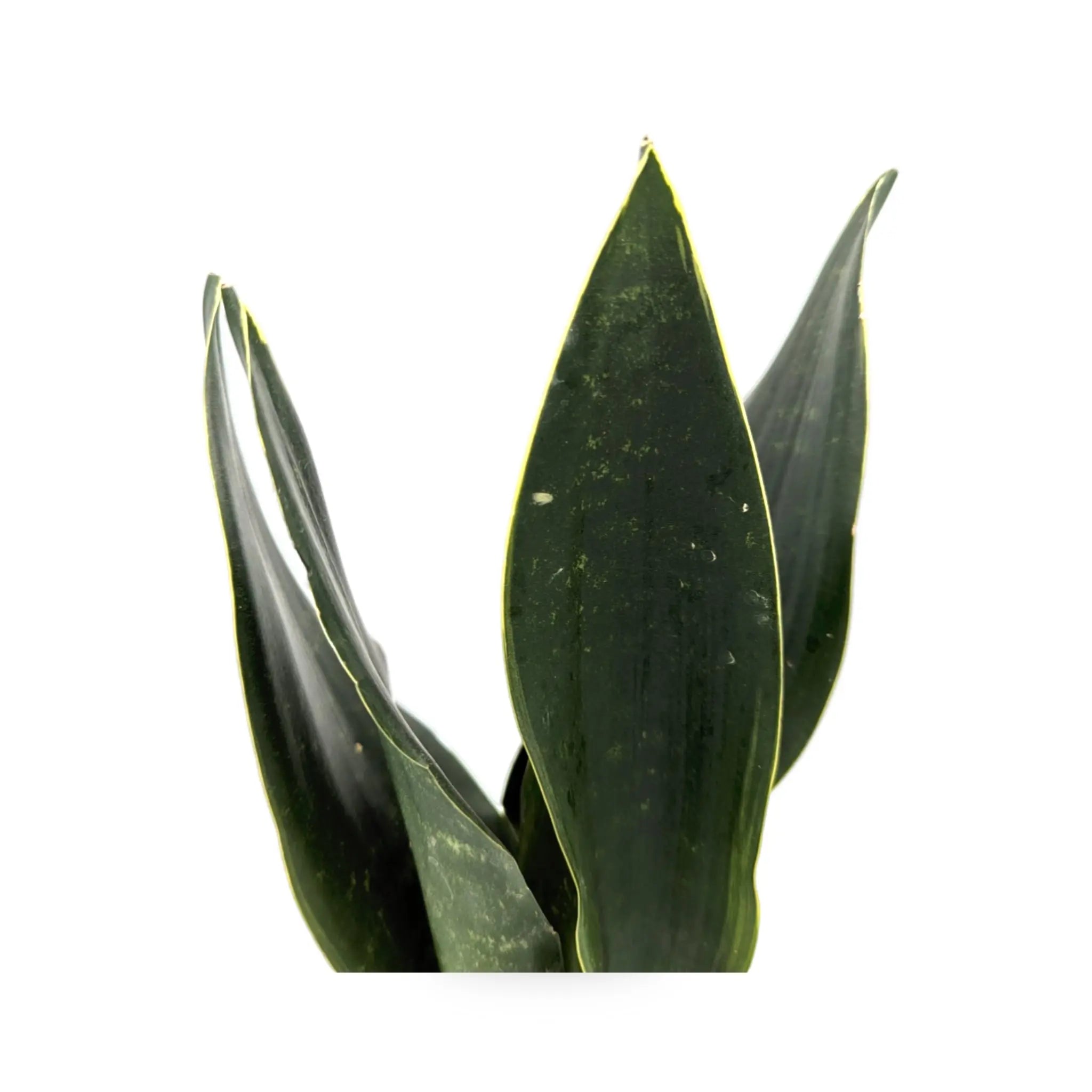 Sansevieria Black Diamond - Snake Plant Leaf Culture