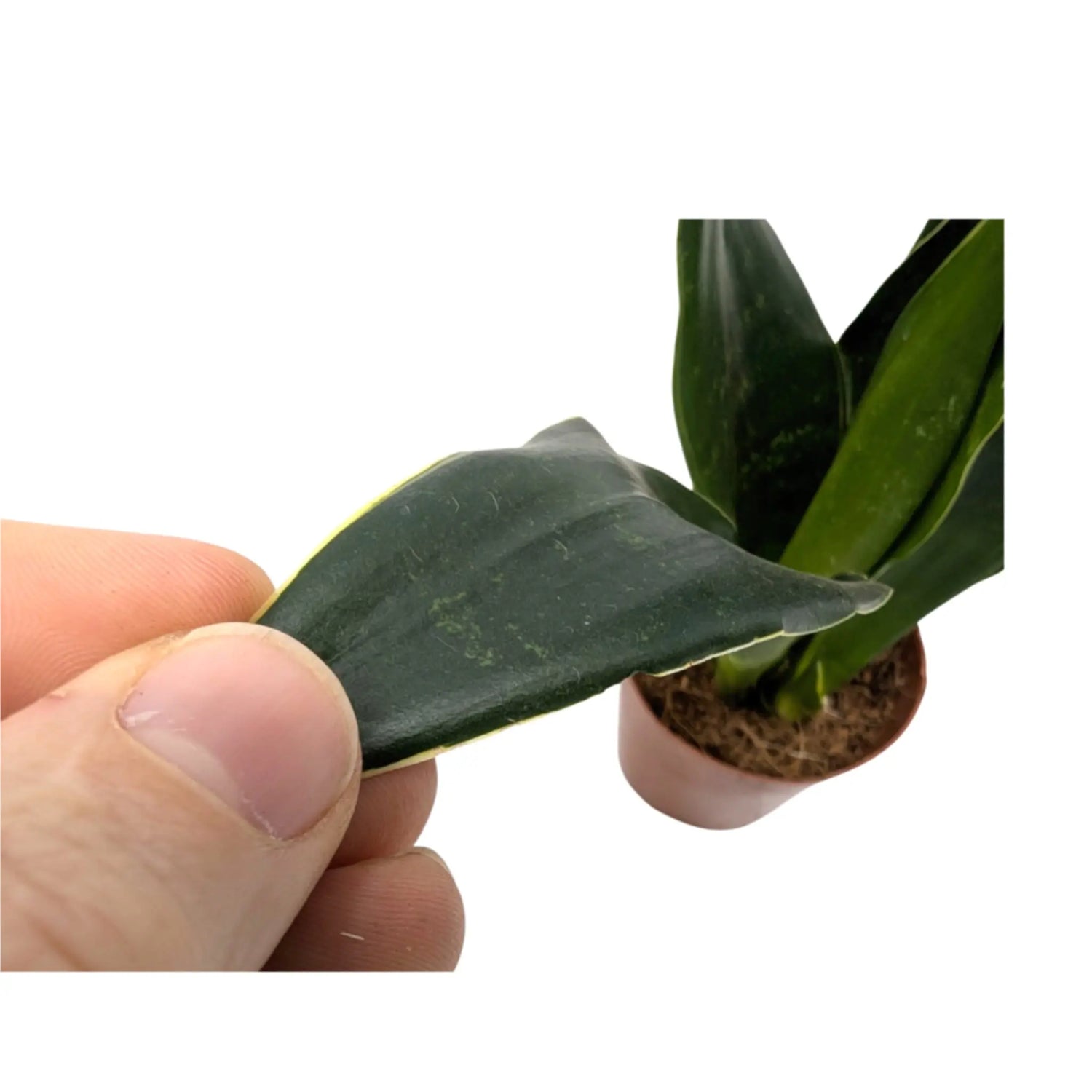 Sansevieria Black Diamond - Snake Plant Leaf Culture