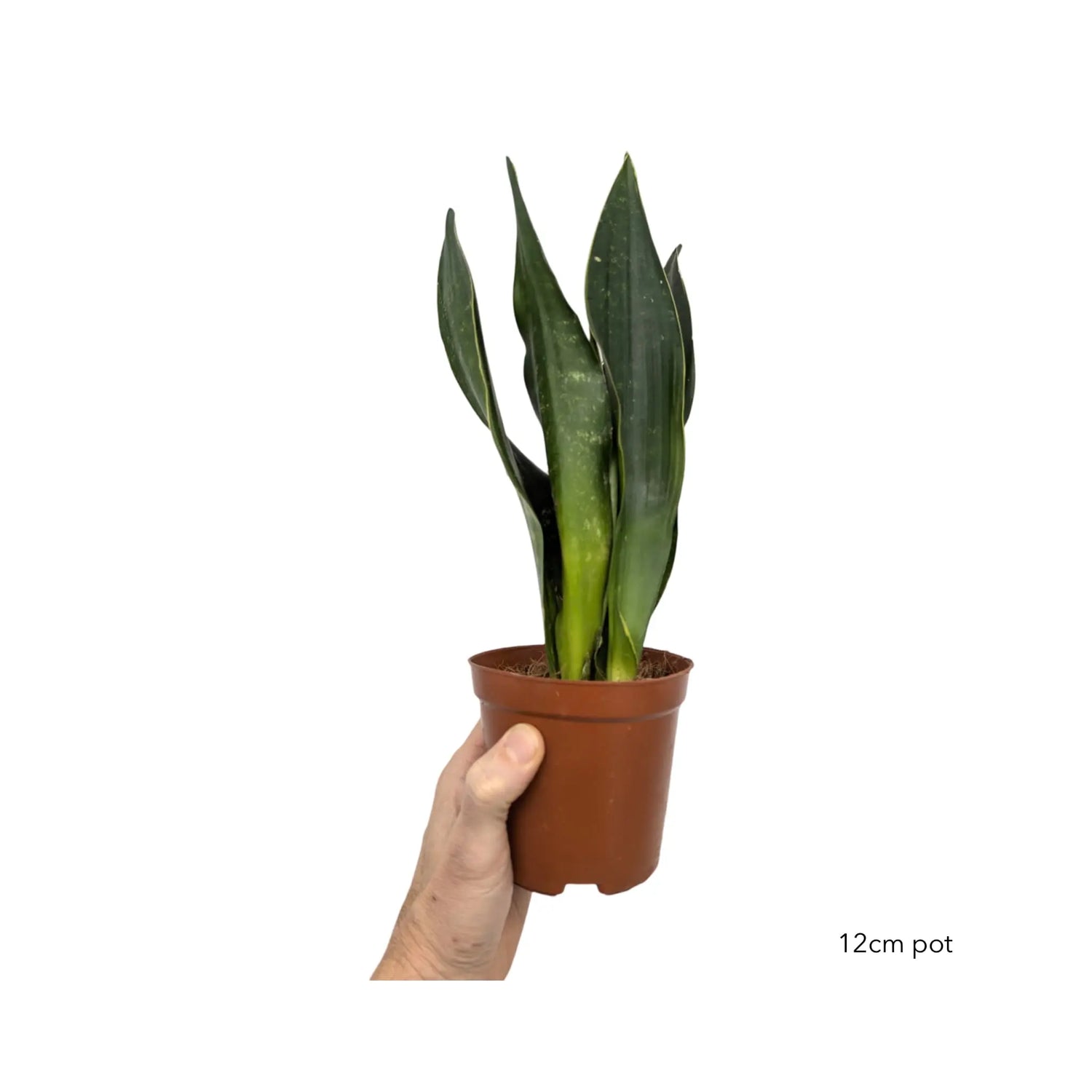 Sansevieria Black Diamond - Snake Plant Leaf Culture